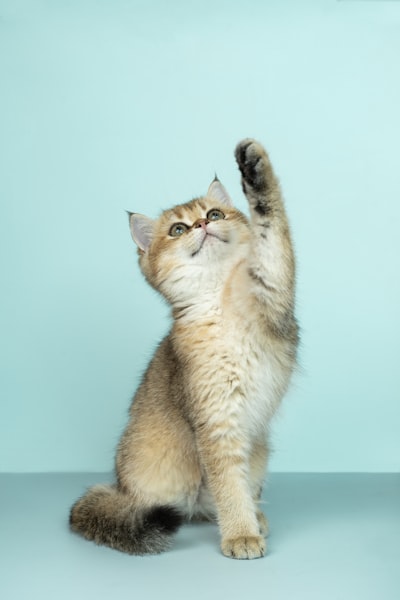 Gatos